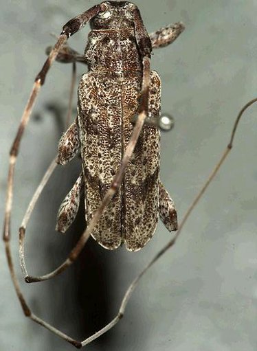 Acanthocinus obliquus