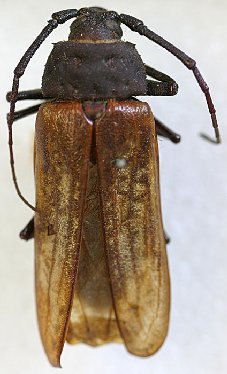 Trichocnemis spiculatus neomexicanus