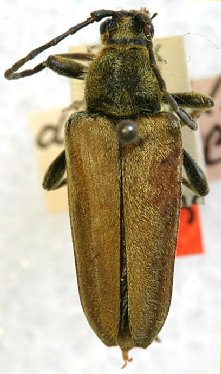 Cosmosalia chrysocoma