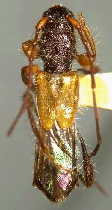 Molorchus longicollis