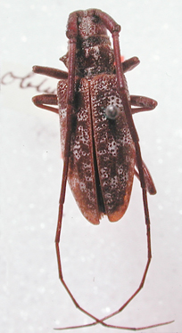 Monochamus obtusus
