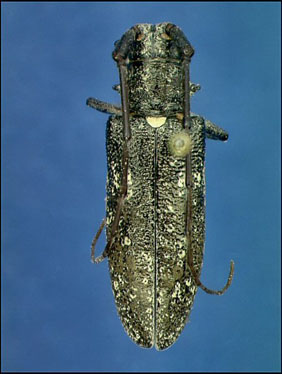 Female Monochamus scutellatus