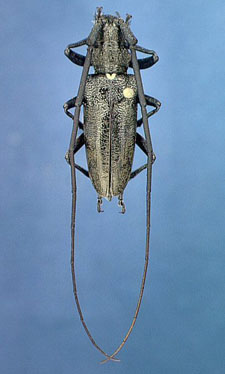 Male Monochamus scutellatus