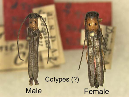 Oberea ulmicola - male and female