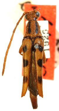 Photo of Strangalia luteicornis