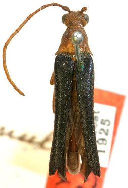 Strangalia bicolor