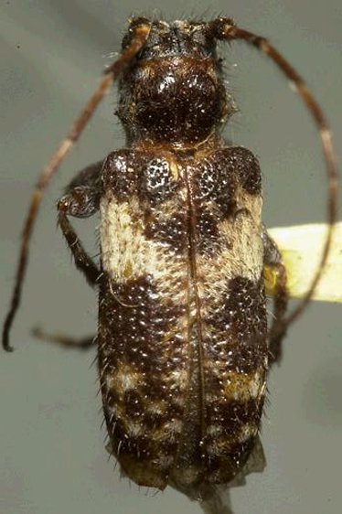 Pogonocherus mixtus