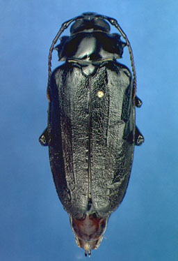 Female Prionus imbricornis