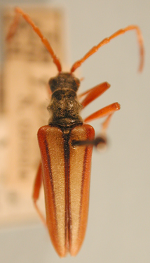 Stenocorus trivittatus